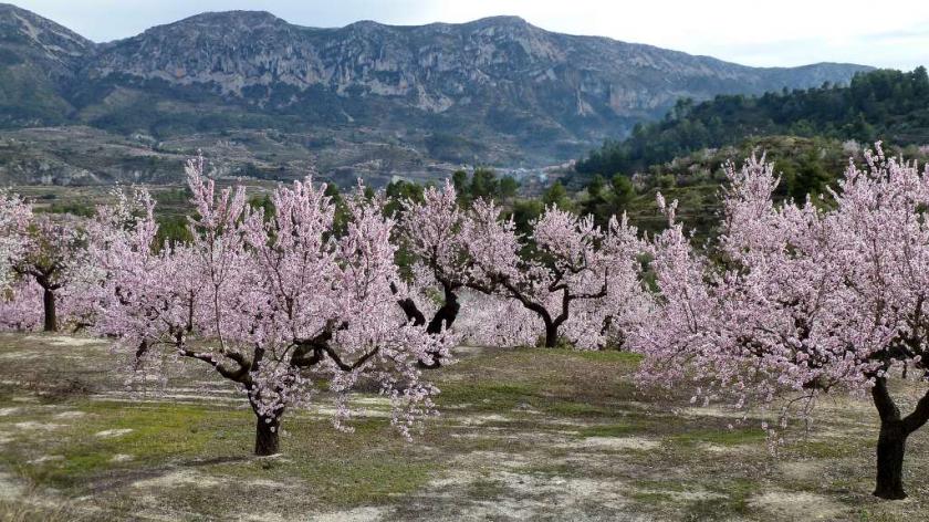 Routes des fleurs d'amandiers sur la Costa Blanca in Medvilla Spanje